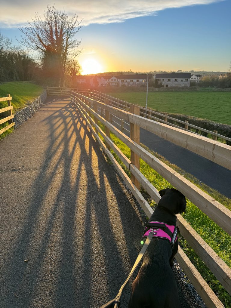 Dog walking. Sunset in background